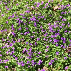 Breast Cancer Herbs Viola odorata Sweet Violet - Flowers