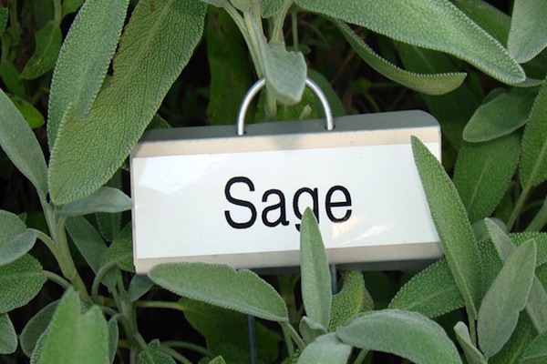 Sage For Breast Cancer Gardening Therapy