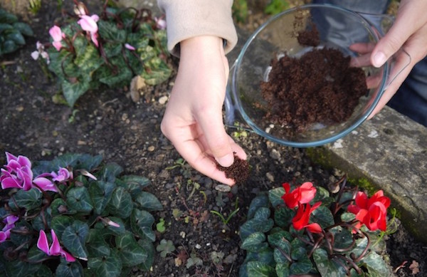 Eco Friendly Fertilizer For Your Garden Used Coffee Grounds